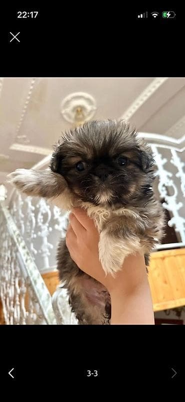 van pisiyi satilir: Pekines, 1 ay, Dişi — 3