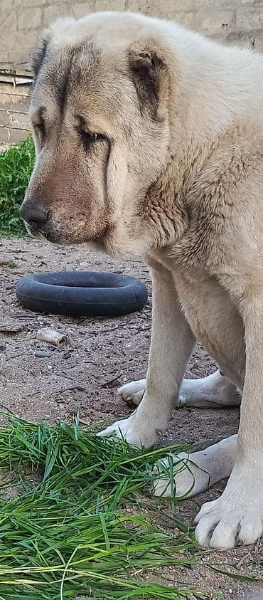 чобан ити: Кангал, 3 годa, Самка — 7