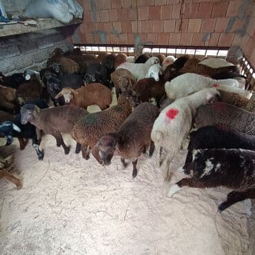 Akvariumlar: Salam aleyküm 215 mantdan 240 manata kimi deyişlir saxlamlqa yararlı — 10