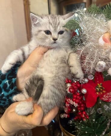 cins pişik satışı: 50 ile 400 arasi cins saf qan saqlam pisiklerimiz var sekilde olmayan — 10