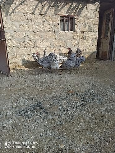 xoruz gence: Xoruz, il: 1, Ödənişli çatdırılma — 3