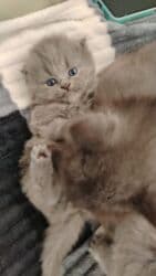 шотландские котята в баку: Шотландская, Самка — 10