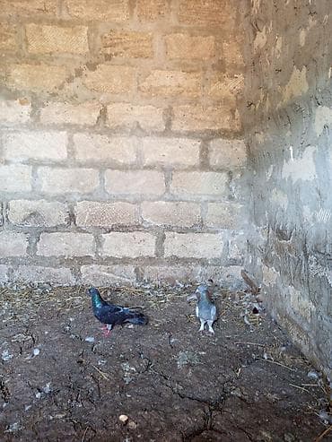 heyvan bazari: Salam. Hamısı tam sağlam heyvanlardır. Tutulma falan deyil. Hamısı — 5