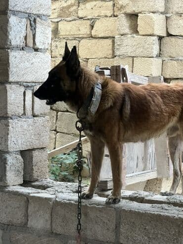 купить собаку малинуа: Belçika çoban iti, 2 il, Erkek, Peyvəndli — 17