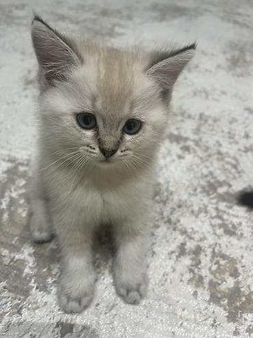 Şirin balaca pişik balası - Rəng: krem və boz tonlarda, qulaqlar və