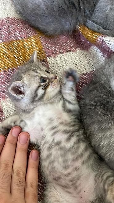 pulsuz pişik: Tabbi — 5