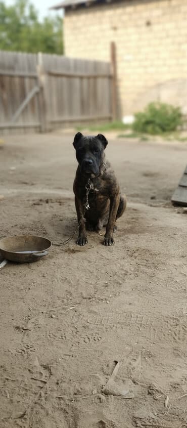 ucuz goyərcin: Kane-Korso, 3 il, Erkek, Ünvandan götürmə — 2