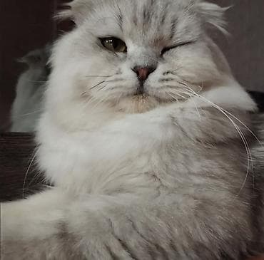 Pişiklər: Şotland uzun tüklü, Erkək, Cütləşmə üçün — 2