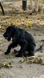 Koker spaniyel, 1 il, Erkek, Peyvəndli, Ödənişli çatdırılma lalafo.az -da Koker spaniyel, 1 il, Erkek, Peyvəndli, Ödənişli çatdırılma