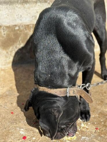 it sortları: Kane-Korso, 2 il, Dişi, Peyvəndli, Pulsuz çatdırılma — 2