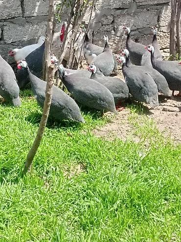 keçi satılır: Fireng quşları satılır.tam sağlam akdif yumurtalayan heyvanlardı.bine — 2