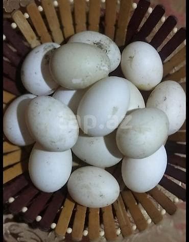 ördek yumurtası satışı: Məhsul: Ördək yumurtası və bala ördəklər super çıxış həm ətlik həm — 2