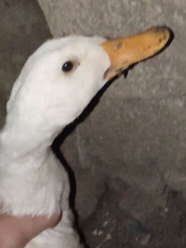 bakida cins ineklerin satisi: Ağ ördək – ev ordeyi - Rəng: tam ağ lələk örtüyü - reyal alıcı yaşın — 1