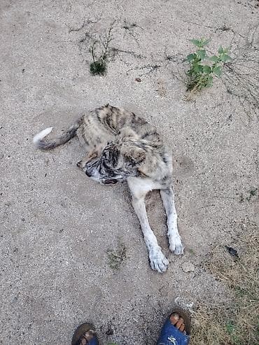 rottweiler satış: Qurdbasar, 4 ay, Erkek, Peyvəndli, Ünvandan götürmə — 2