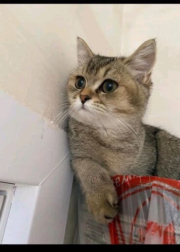 pişiklər pulsuz: Qızıl şinşilla, Erkək, Yaxşı əllərə, Ünvandan götürmə, Ödənişli çatdırılma — 2