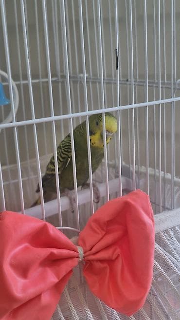 hind quşu baximi: Məhsul: Dalğalı tutuquşu və qəfəs seti Təsvir: - Yaşıl-sarı rəng — 1