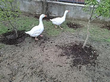 kend çolpası: Məhsul: Ağ qazlar (cütlük) Təsvir:yumurdayan cut cavan qazlar - Ağ — 1