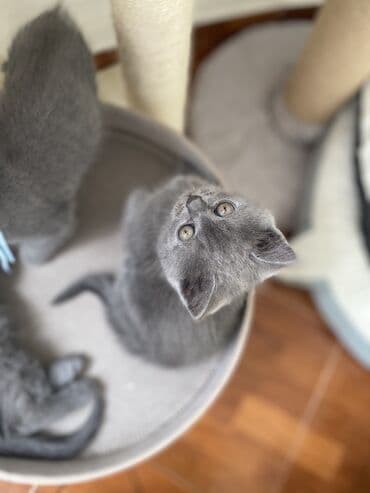 породистые котята даром: Шотландская, Самец, Самка, Самовывоз — 10