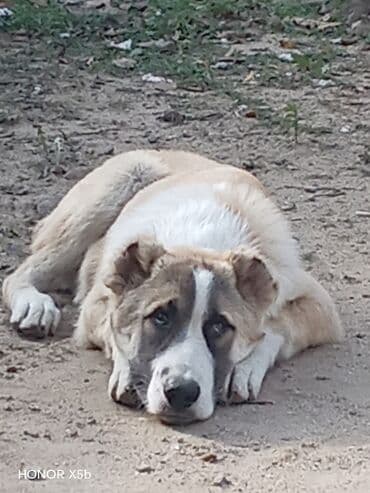 zvanok it satilir: Alabay, 5 ay, Erkek, Peyvəndli, Ünvandan götürmə — 2