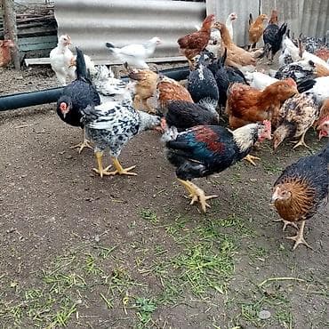 kürd toyuq: Toyuq, Damazlıq — 10