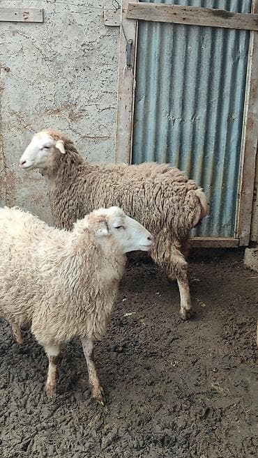 Mal-qara: Erkek quzu Satılır Kürdəxanıdadi sağlam problemsiz heyvandi. Qurbana — 2