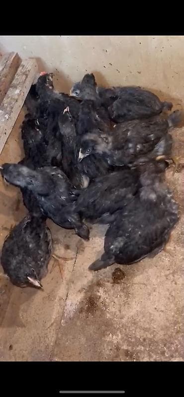 etlik cuce satisi: Toyuq cücələri, Ətlik, Ünvandan götürmə, Ödənişli çatdırılma — 2