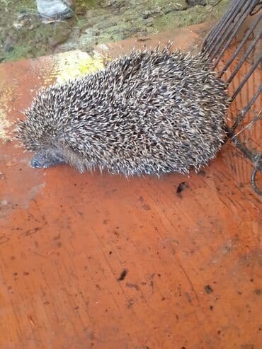 рынок животных в баку: Salam kirpi əti asmanin öscurəyin babasilin guclu dərmanidi baq evləri — 1