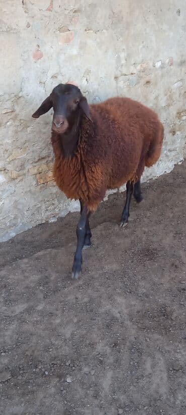 balasına sud verməyən qoyuna nə deyirlər: Salam erkeydi ekiztay ata anasida ozu kimi qanqırmızı heyvandi — 4