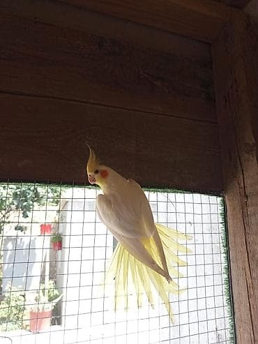 erkey danalar: Korella quşu, açıq sarı rəngə, tüklü qızılı kəkilli başa və — 3