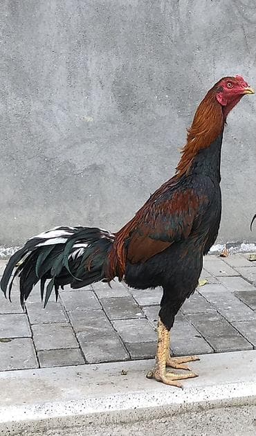 gəncə toyuq satan: Toyuq cücələri, Damazlıq — 2