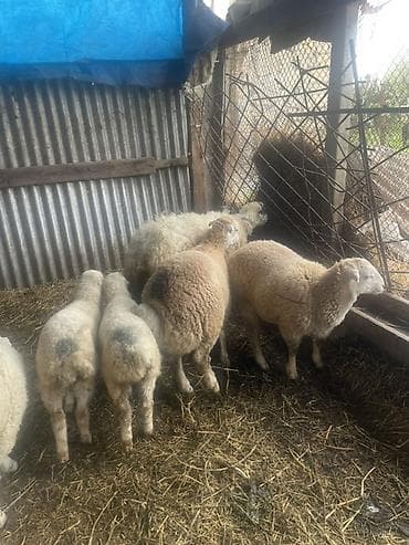 qaz satılır: Satılır: Erkək Quzlar satlit Tatallar sortu - Şəkillərdə görünən — 2