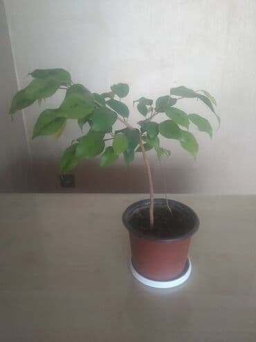 продам фикус бенджамина: Fikus "Benjamin" — 3