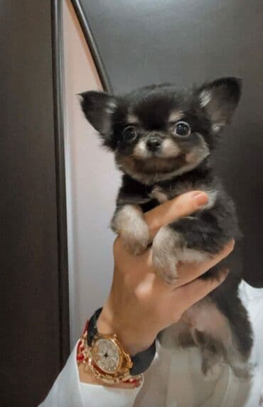 çoban itleri: Çixuahua, 2 ay, Erkek, Peyvəndli — 4