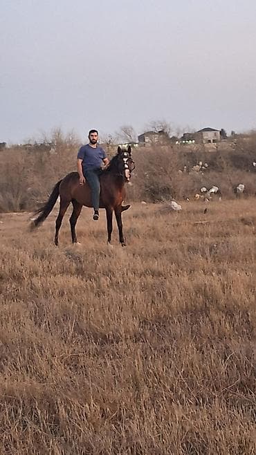 heyvan satışı: Yorğadi təcili satilir razilaşma yoluyla 
- — 2