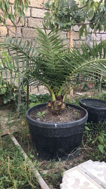 сколько стоит пальма в горшке: Ərəb xurması 4 ədədi qab malıdıdı 4ü birlikdə 600e - Növ: xurma palmı — 2
