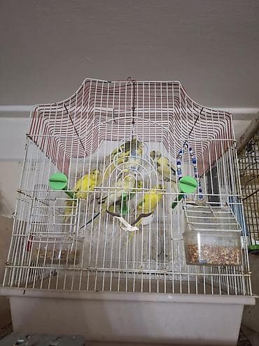 goyercin sekilleri: Seçmə rənglərdə dalmatin və klassik naxışlı seyrək dalğalı (büdcərqar) — 1