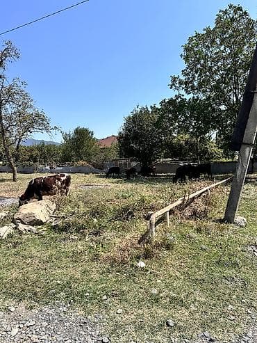 satisda olan evler: 10 sot, Tikinti, Kupça (Çıxarış) — 2