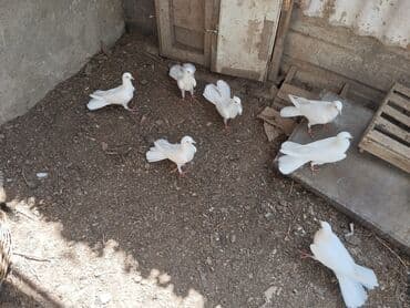 heyvanlara verilen adlar: Salam bele goyercinler axtariram kimde satdiq varsa elaqe saxlasin — 1