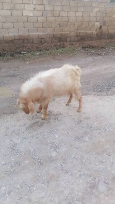 bmw 1 серия m135i at: Keçi 1yaş 1ay — 2