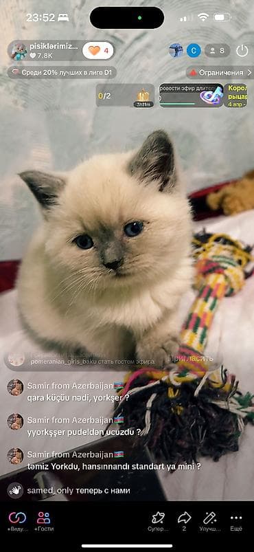 pişik siyam: Şinşilla, Erkək — 8