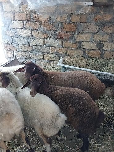 satliq itler: 3 baş quzu satılır 1 erkey 2 dişi böyük tay erkeydi.Qiymət 3 nə aitdi — 1