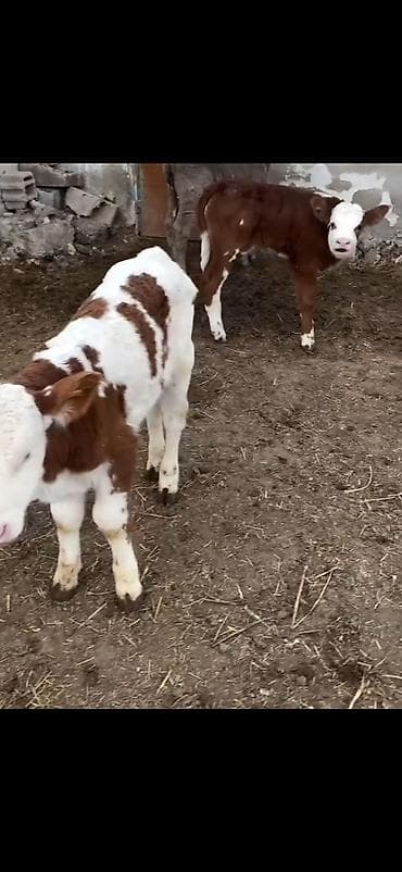 Satışda – 3 baş buzov - Cins tipi: 2 baş simmental rəngli (ağ-qəhvəyi