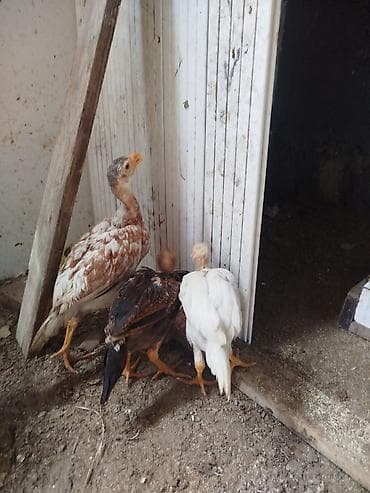 yaponka toyuqlarin satisi: Toyuq cücələri, Ətlik — 7