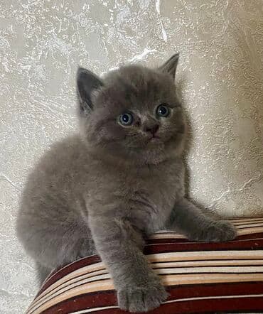 şirin pişik: Şotland, Yaxşı əllərə, Ünvandan götürmə, Pulsuz çatdırılma, Ödənişli çatdırılma — 1