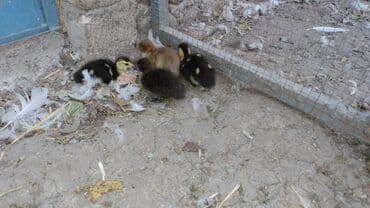 hinduşqa gəncə: Ördəklər — 1