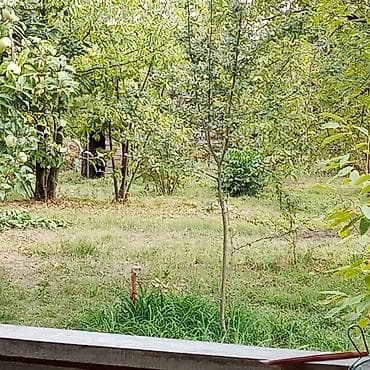 seyf qapilar ve darvazalar: Meyvə bağ sahəsi - Geniş, yaşıl ərazi: müxtəlif meyvə ağacları ilə — 3