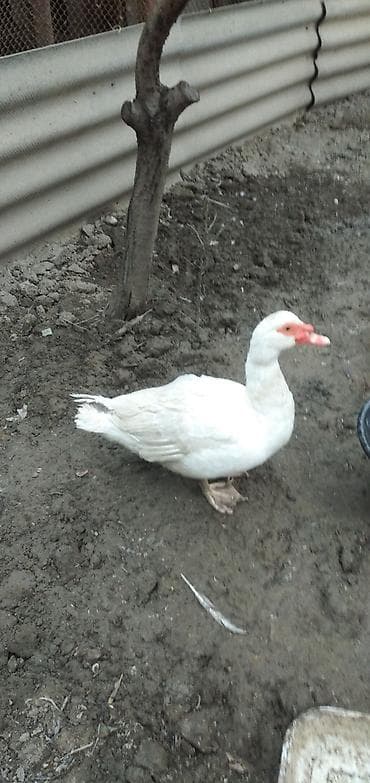 Toyuqlar: Erkək, | Lal ördək, Damazlıq, Ünvandan götürmə — 1