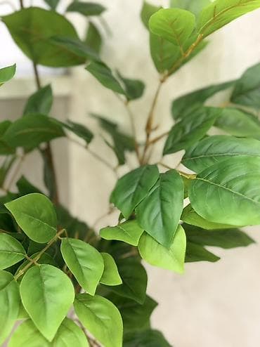 otaq gulleri: Süni dekorativ otaq bitkisi – qara dibçəkdə - Realistik görünüşlü — 2