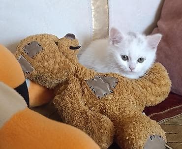 menks cinsi pişik: Ağ balaca şotland dik qulaq pişik balası 5 aylıq erkəkdi, peyvənd qurd — 2