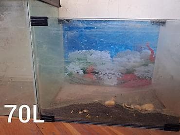 akvarium kompressor: 107,70(zavodskoy) və 40 Litrlik akvarium.Üstündə 1 ədəd LED işıq — 3